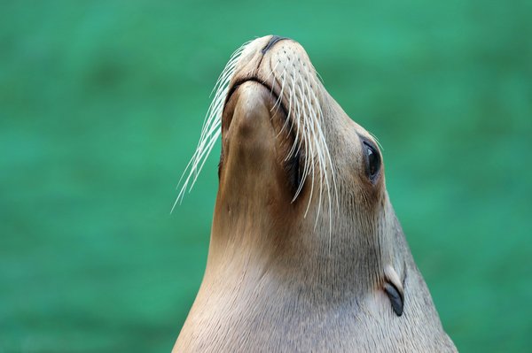Quelles croisières offrent des excursions pour observer les lions de mer en Californie?